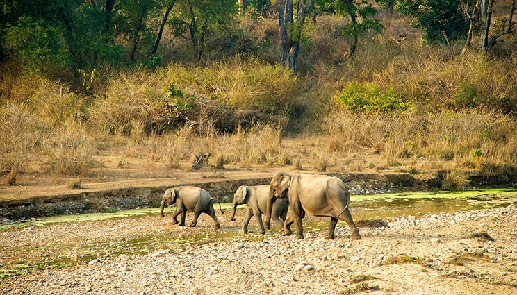 Rajaji National Park